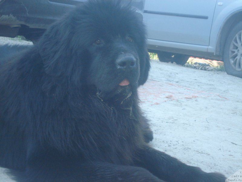 Фото: ньюфаундленд Aquatoriya Kelvin Schedrost Fortuny (Акватория Келвин Щедрость Фортуны)