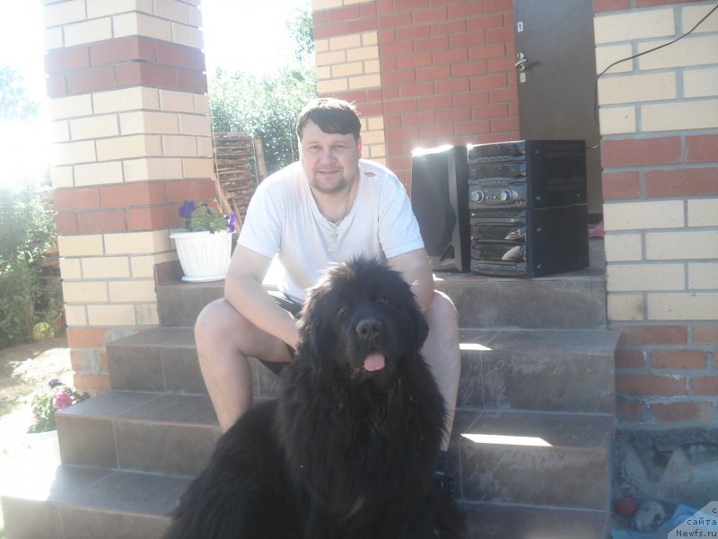 Фото: ньюфаундленд Aquatoriya Kelvin Schedrost Fortuny (Акватория Келвин Щедрость Фортуны)