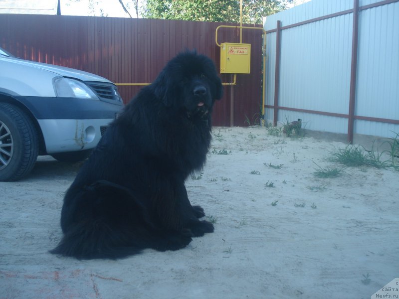 Фото: ньюфаундленд Aquatoriya Kelvin Schedrost Fortuny (Акватория Келвин Щедрость Фортуны)