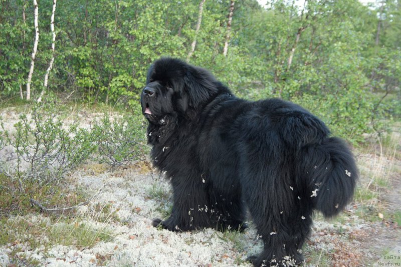 Фото: ньюфаундленд Beguschaya po Volnam Zero Kool (Бегущая по Волнам Зеро Коол)