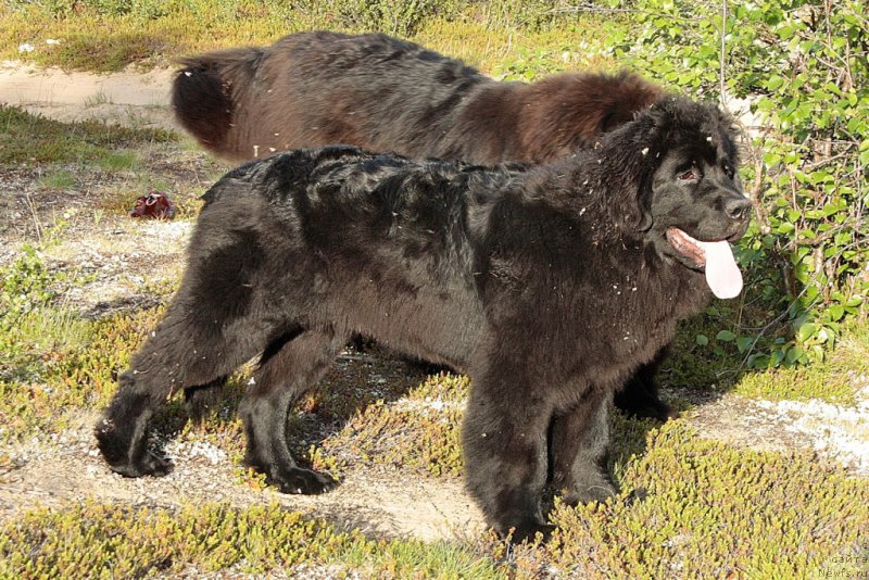 Фото: ньюфаундленд Ariel' Princess of ze Sii (Ариель Принцесс оф зе Сии)