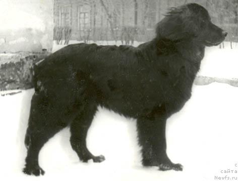 Фото: ньюфаундленд Rossina Lodj (Россина Лодж)