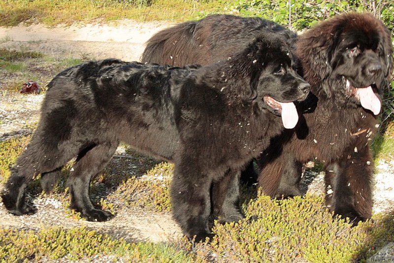 Фото: ньюфаундленд Ariel' Princess of ze Sii (Ариель Принцесс оф зе Сии), ньюфаундленд King of Helluland You Shock Me