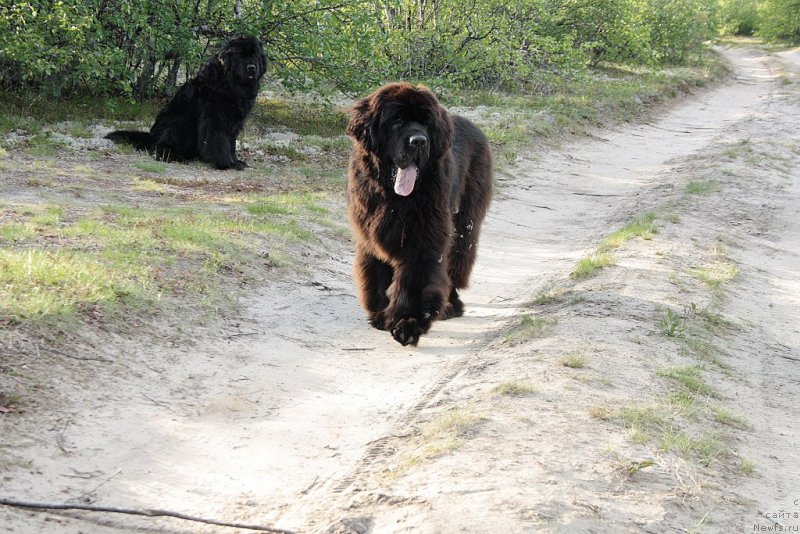 Фото: ньюфаундленд King of Helluland You Shock Me