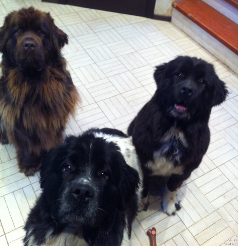 Фото: ньюфаундленд Van Len Taym Jenev'eva (Ван Лен Тайм Женевьева), ньюфаундленд Sent Djons Viva Viktoria (Сент Джонс Вива Виктория), ньюфаундленд Akvian Song Ledi In Blyek (Аквиан Сонг Леди Ин Блэк)