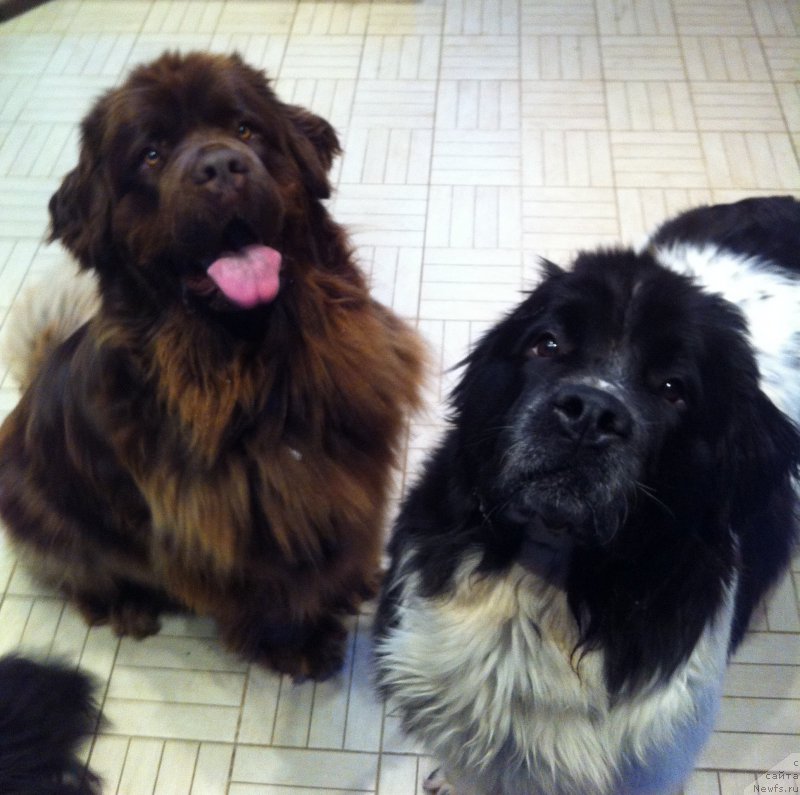 Фото: ньюфаундленд Van Len Taym Jenev'eva (Ван Лен Тайм Женевьева), ньюфаундленд Sent Djons Viva Viktoria (Сент Джонс Вива Виктория)