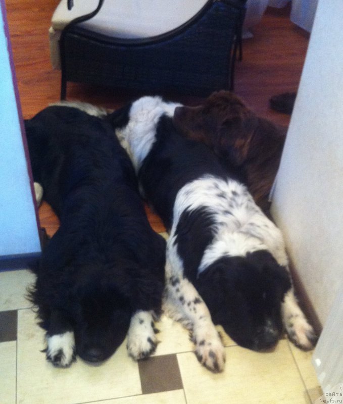 Фото: ньюфаундленд Van Len Taym Jenev'eva (Ван Лен Тайм Женевьева), ньюфаундленд Akvian Song Ledi In Blyek (Аквиан Сонг Леди Ин Блэк), ньюфаундленд Sent Djons Viva Viktoria (Сент Джонс Вива Виктория)