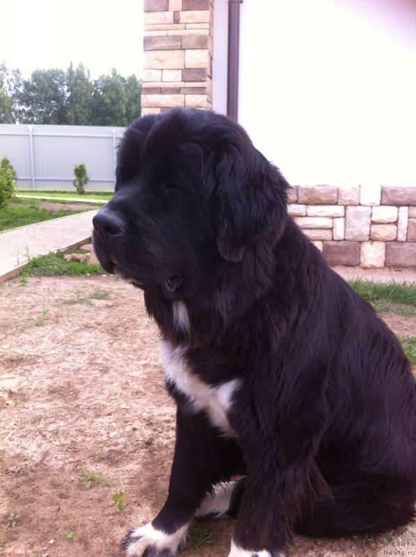 Фото: ньюфаундленд Akvian Song Ledi In Blyek (Аквиан Сонг Леди Ин Блэк)