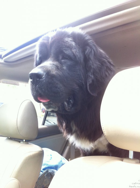 Фото: ньюфаундленд Akvian Song Ledi In Blyek (Аквиан Сонг Леди Ин Блэк)