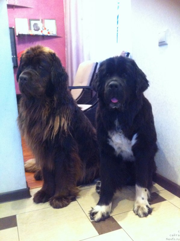 Фото: ньюфаундленд Van Len Taym Jenev'eva (Ван Лен Тайм Женевьева), ньюфаундленд Akvian Song Ledi In Blyek (Аквиан Сонг Леди Ин Блэк)