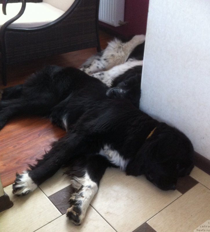 Фото: ньюфаундленд Sent Djons Viva Viktoria (Сент Джонс Вива Виктория), ньюфаундленд Akvian Song Ledi In Blyek (Аквиан Сонг Леди Ин Блэк)