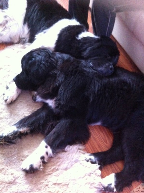 Фото: ньюфаундленд Akvian Song Ledi In Blyek (Аквиан Сонг Леди Ин Блэк), ньюфаундленд Sent Djons Viva Viktoria (Сент Джонс Вива Виктория)