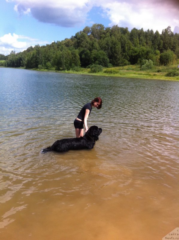 Фото: ньюфаундленд Akvian Song Ledi In Blyek (Аквиан Сонг Леди Ин Блэк)