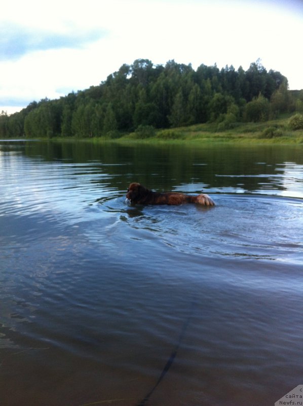 Фото: ньюфаундленд Van Len Taym Jenev'eva (Ван Лен Тайм Женевьева)