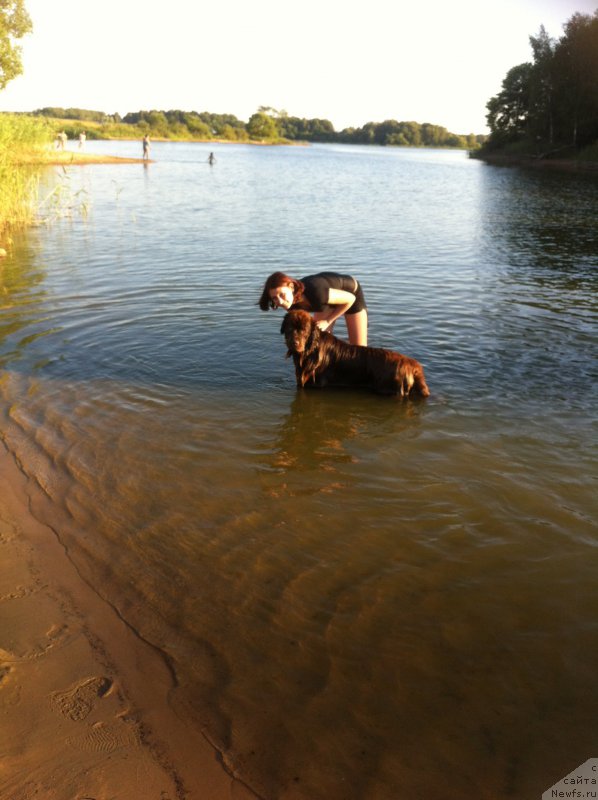 Фото: ньюфаундленд Van Len Taym Jenev'eva (Ван Лен Тайм Женевьева)