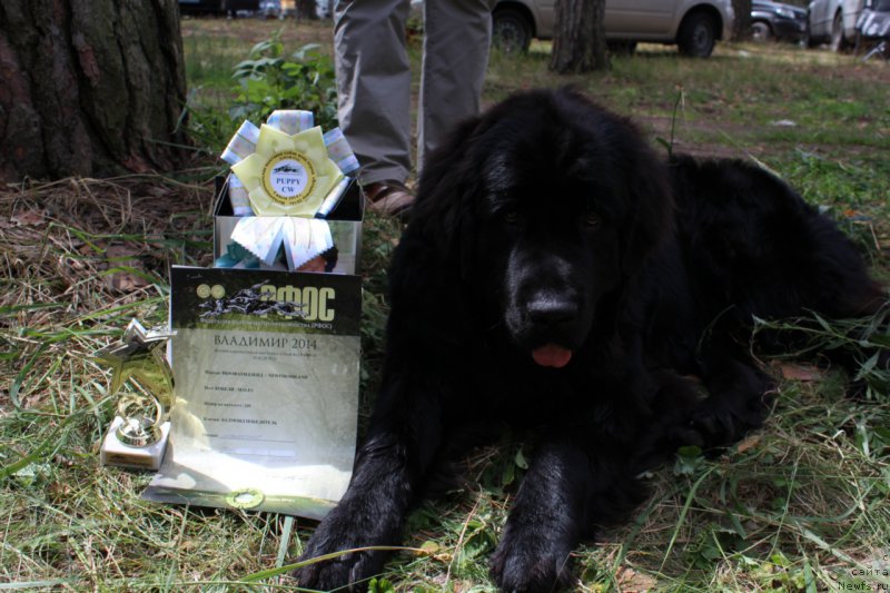 Фото: ньюфаундленд Valmond Pobeditel (Валмонд Победитель)