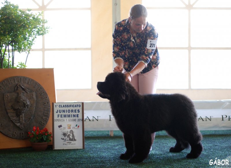 Фото: She's Father's Favourite Midnight Bear, Anastasiya Zalivako (Анастасия Заливако)