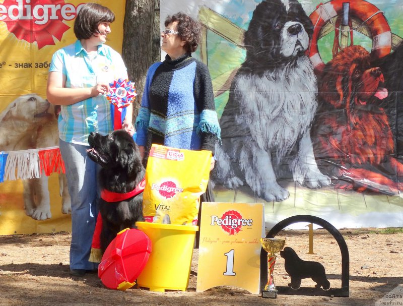 Фото: ньюфаундленд Akvatoriya Kelvin Tim Spirit (Акватория Келвин Тим Спирит)