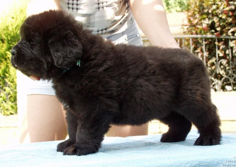 Фотография № 158385