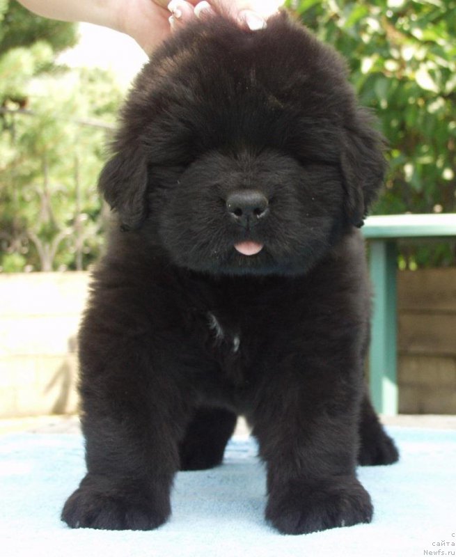 Фотография № 158386