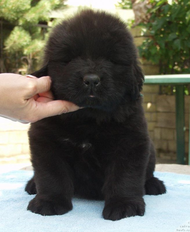 Фотография № 158387