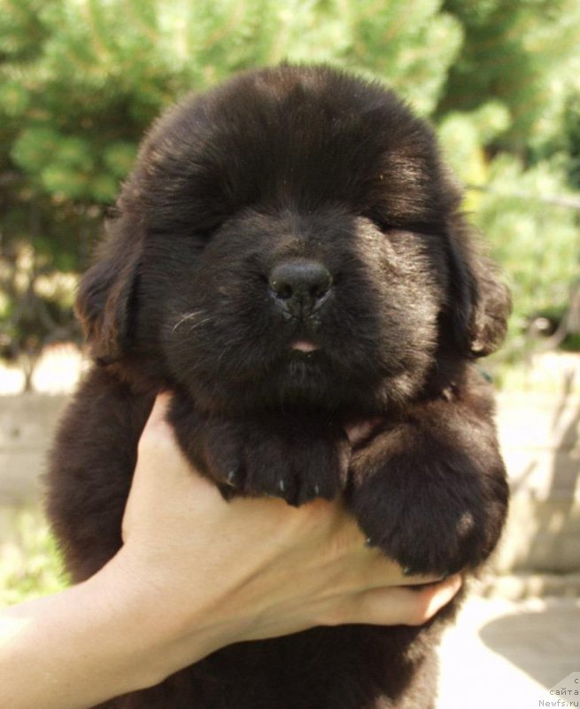 Фотография № 158388