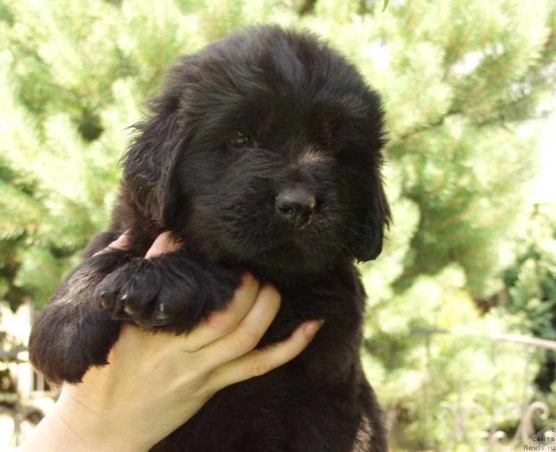 Фотография № 158390