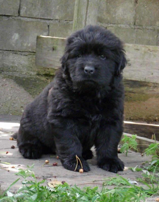 Фотография № 158393