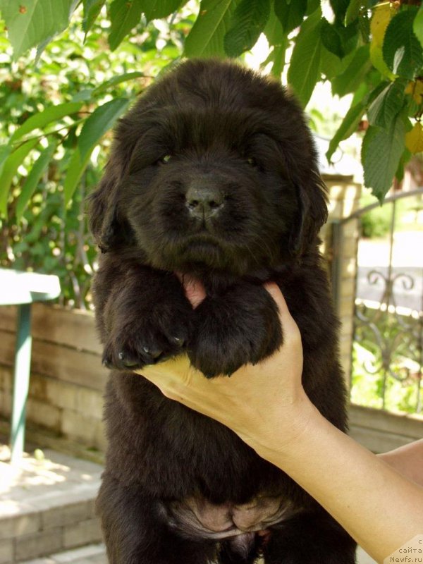 Фотография № 158394