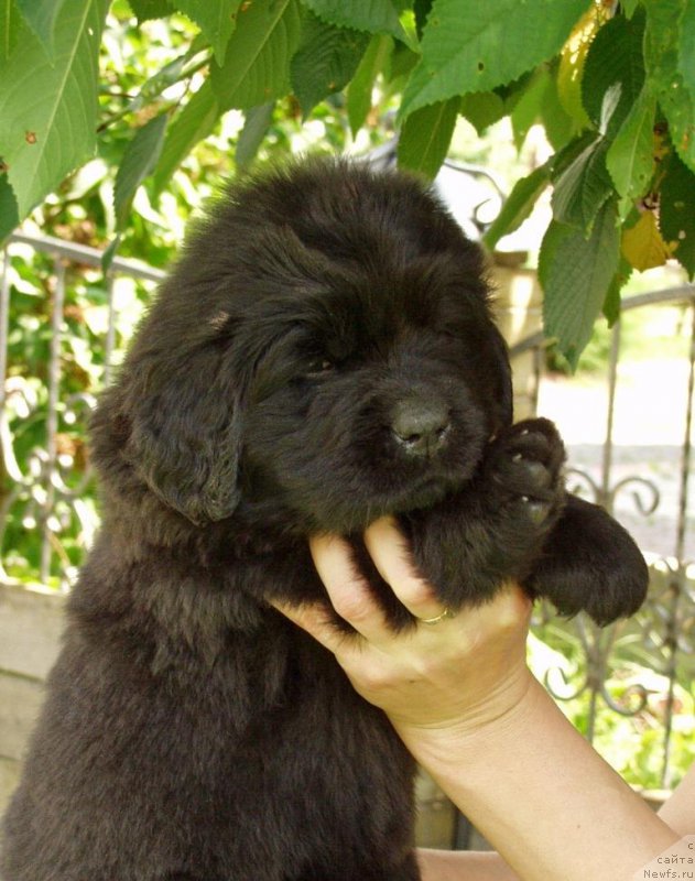 Фотография № 158395