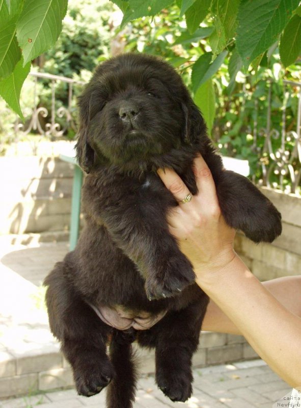 Фотография № 158396