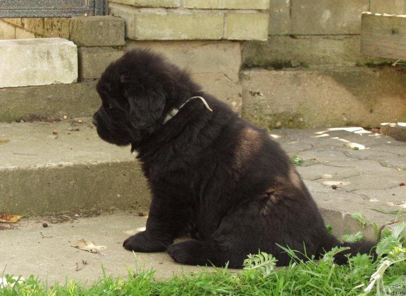 Фотография № 158397