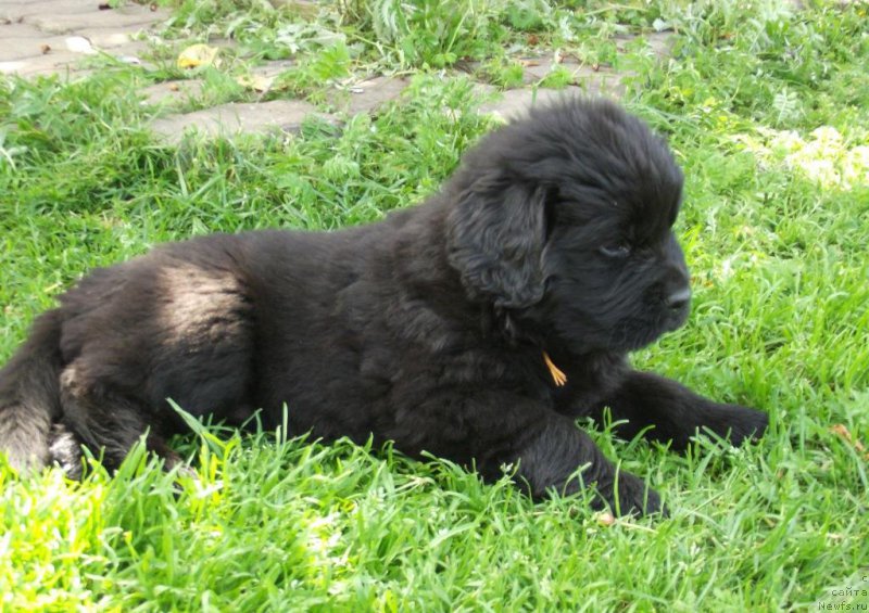 Фотография № 158398