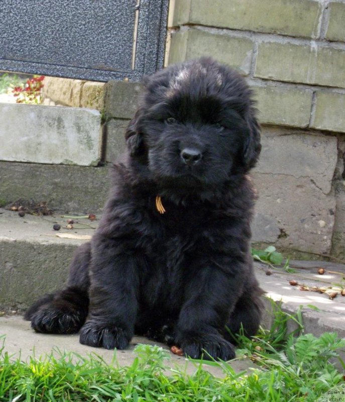 Фотография № 158399