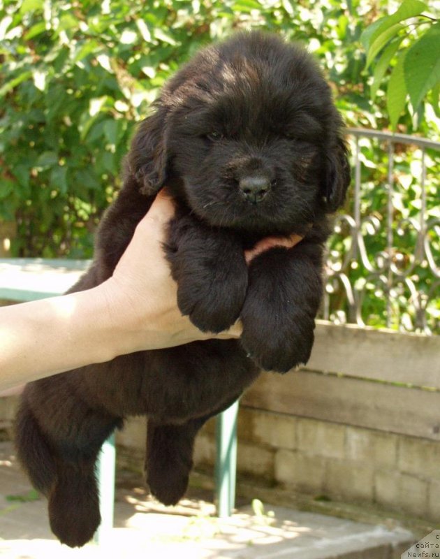 Фотография № 158400