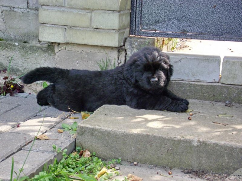 Фотография № 158401