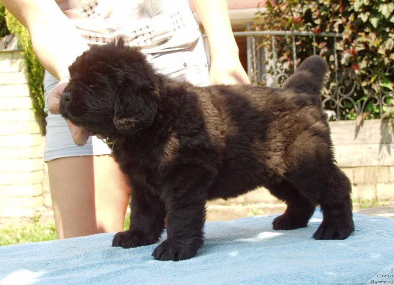 Фотография № 158402