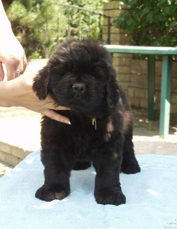 Фотография № 158403