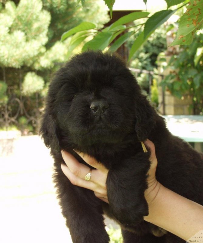 Фотография № 158404