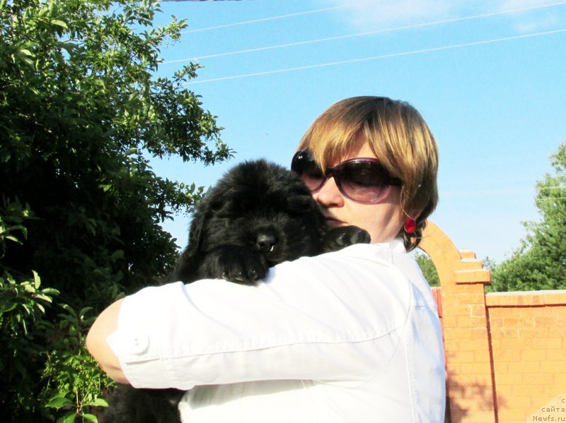 Фото: ньюфаундленд Akvatoriya Kelvin Zaskiya (Акватория Келвин Заския), ньюфаундленд Aquatoriya Kelvin Fase Control (Акватория Келвин Фэйс Контрол)