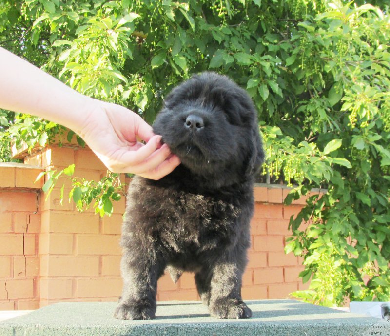 Фото: ньюфаундленд Akvatoriya Kelvin Zaskiya (Акватория Келвин Заския), ньюфаундленд Aquatoriya Kelvin Fase Control (Акватория Келвин Фэйс Контрол)