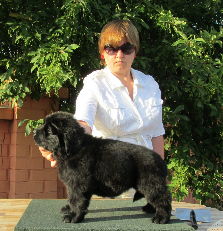 Фото: ньюфаундленд Akvatoriya Kelvin Zaskiya (Акватория Келвин Заския), ньюфаундленд Aquatoriya Kelvin Fase Control (Акватория Келвин Фэйс Контрол)