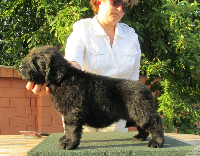 Фото: ньюфаундленд Akvatoriya Kelvin Zaskiya (Акватория Келвин Заския), ньюфаундленд Aquatoriya Kelvin Fase Control (Акватория Келвин Фэйс Контрол)