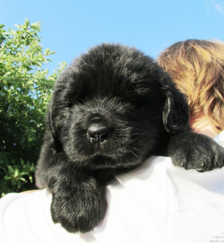 Фото: ньюфаундленд Akvatoriya Kelvin Zaskiya (Акватория Келвин Заския), ньюфаундленд Aquatoriya Kelvin Fase Control (Акватория Келвин Фэйс Контрол)