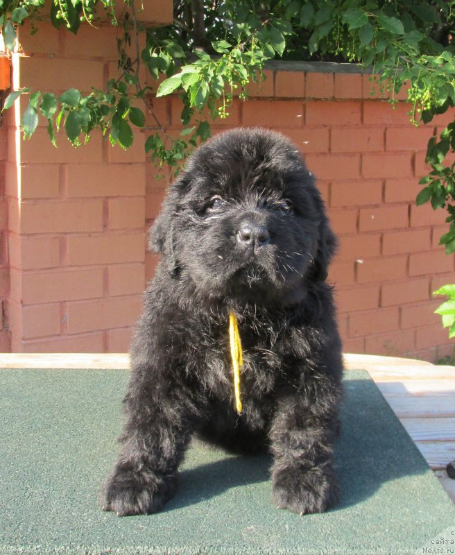 Фото: ньюфаундленд Akvatoriya Kelvin Zaskiya (Акватория Келвин Заския), ньюфаундленд Aquatoriya Kelvin Fase Control (Акватория Келвин Фэйс Контрол)