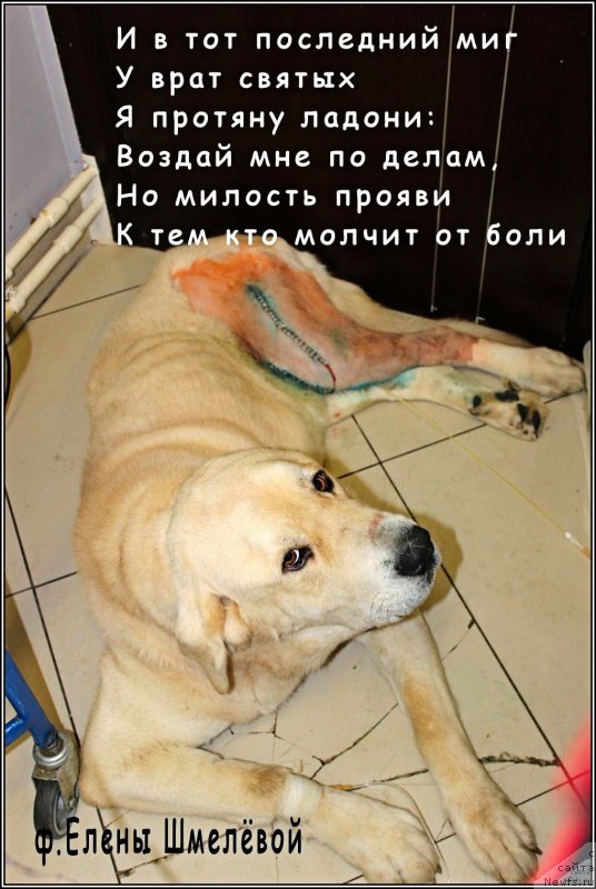 Фото: Lena Zyirina (Лена Зырина), Франко