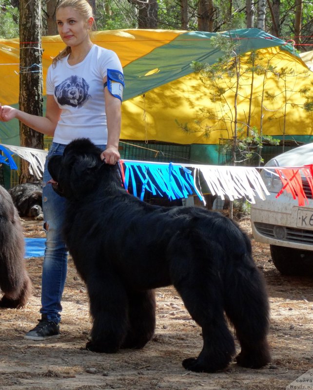 Фото: ньюфаундленд Yupiter Tsar Bogov ot Sibirskogo Medvedja (Юпитер Царь Богов от Сибирского Медведя)