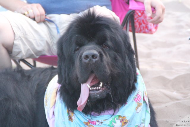 Фото: ньюфаундленд Klaus Blyek (Клаус Блэк)