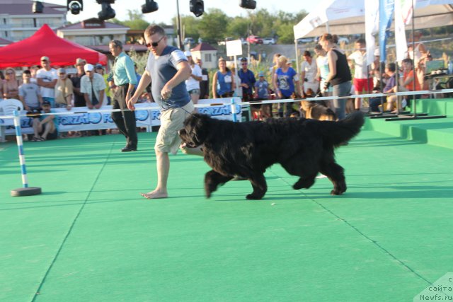 Фото: ньюфаундленд Klaus Blyek (Клаус Блэк)
