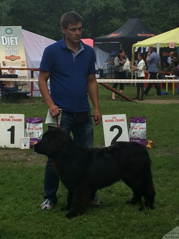 Фото: ньюфаундленд Eto Schast'e s Berega Dona (Это Счастье с Берега Дона), ньюфаундленд Eto Schast'e s Berega Dona (Это Счастье с Берега Дона)
